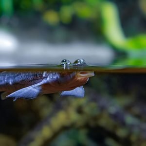 Read more about the article A Look at the Strangest Eyes in Nature